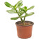 Crassula (Money Tree) plant in a pot.. Sydney