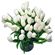 white tulips. Sydney