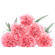 Pink Carnations. Sydney